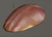 Pheromone Gland